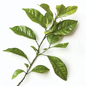 Photo Orange Tree Leaves :: fragrance ingredients