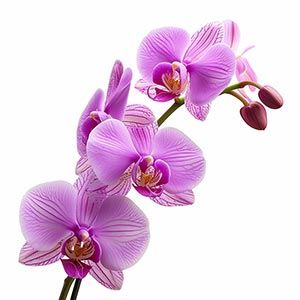 Photo Orchid :: fragrance ingredients