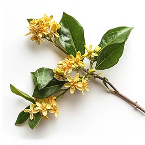 Photo Osmanthus :: fragrance ingredients