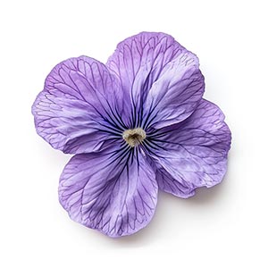 Photo Parma Violet :: fragrance ingredients