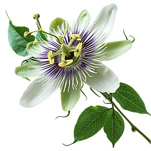 Photo Passionflower :: fragrance ingredients