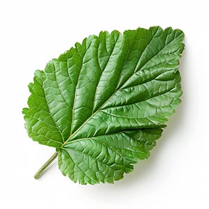 Photo Patchouli Leaf :: fragrance ingredients