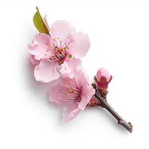 Photo Peach Blossom :: fragrance ingredients