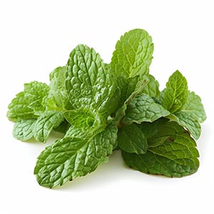 Photo Peppermint :: fragrance ingredients