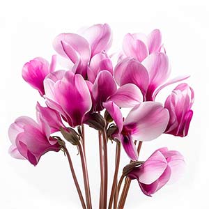 Photo Pink Cyclamen :: fragrance ingredients