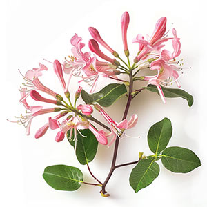 Photo Pink Honeysuckle :: fragrance ingredients