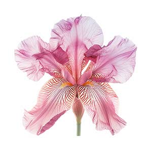 Photo Pink Iris :: fragrance ingredients