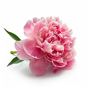 Photo Pink Peony :: fragrance ingredients