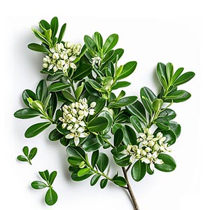 Photo Pittosporum :: fragrance ingredients