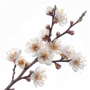 Photo Plum Blossom :: fragrance ingredients