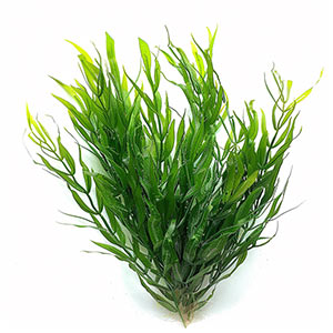 Photo Posidonia :: fragrance ingredients