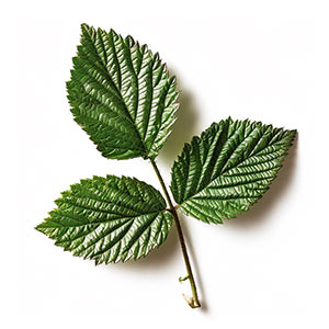 Photo Raspberry Leaf :: fragrance ingredients