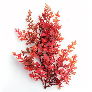 Photo Red Algae :: fragrance ingredients