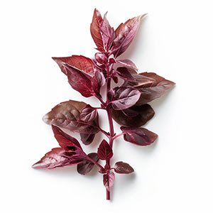 Photo Red Basil :: fragrance ingredients