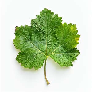 Photo Red Currant Leaf :: fragrance ingredients