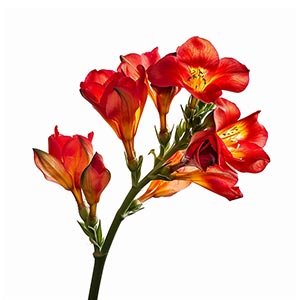 Photo Red Freesia :: fragrance ingredients