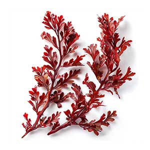 Photo Red Seaweed :: fragrance ingredients