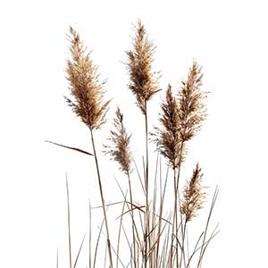 Photo Reed :: fragrance ingredients