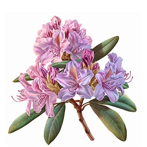 Photo Rhododendron :: fragrance ingredients