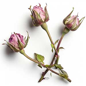 Photo Rose Buds :: fragrance ingredients