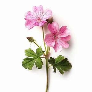 Photo Rose Geranium :: fragrance ingredients