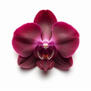 Photo Ruby Orchid :: fragrance ingredients