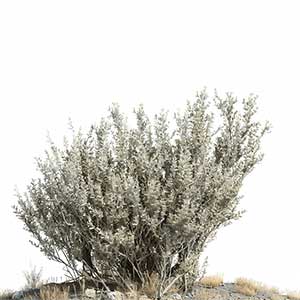 Photo Sagebrush :: fragrance ingredients