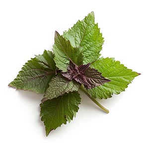 Photo Shiso :: fragrance ingredients