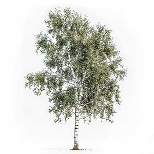 Photo Silver Birch :: fragrance ingredients