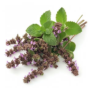 Photo Singapore Patchouli :: fragrance ingredients