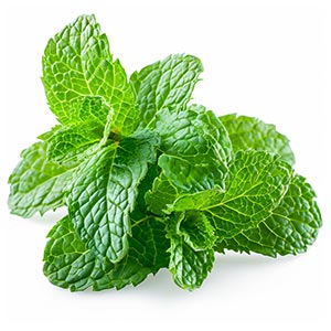 Photo Spearmint :: fragrance ingredients