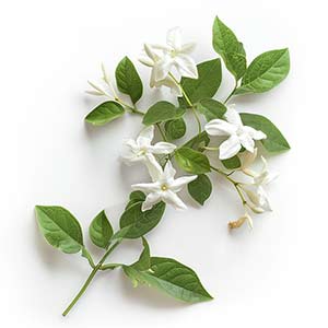 Photo Star Jasmine :: fragrance ingredients