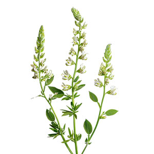 Photo Sweet Clover :: fragrance ingredients