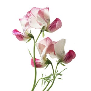 Photo Sweet Pea :: fragrance ingredients