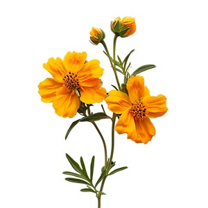 Photo Tagetes :: fragrance ingredients