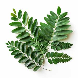 Photo Tamarind Leaves :: fragrance ingredients