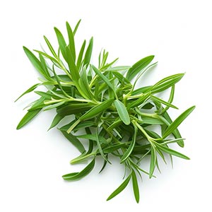 Photo Tarragon :: fragrance ingredients