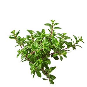 Photo Thyme :: fragrance ingredients