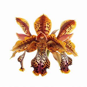 Photo Tiger Orchid :: fragrance ingredients