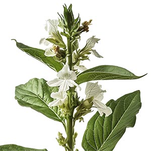 Photo Tobacco Blossom :: fragrance ingredients