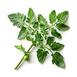 Photo Tomato Leaf :: fragrance ingredients