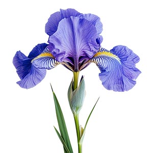 Photo Tuscan Iris :: fragrance ingredients