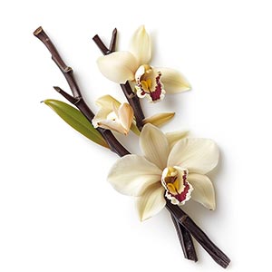 Photo Vanilla Orchid :: fragrance ingredients