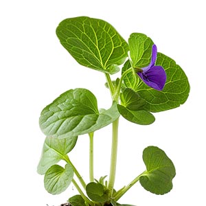 Photo Violet Leaf :: fragrance ingredients