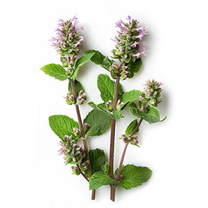 Photo Water Mint :: fragrance ingredients