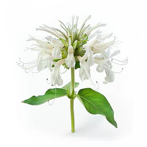 Photo White Bergamot :: fragrance ingredients