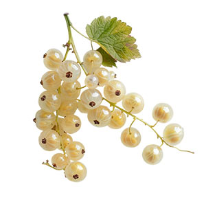 Photo White Currant :: fragrance ingredients