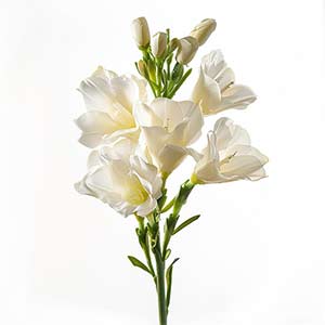 Photo White Freesia :: fragrance ingredients