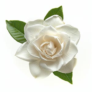 Photo White Gardenia :: fragrance ingredients