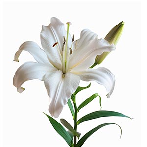 Photo White Lily :: fragrance ingredients